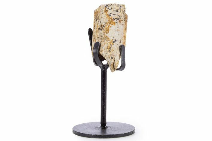 Fossil Hadrosaur Rib Section w/ Metal Stand - South Dakota #340088